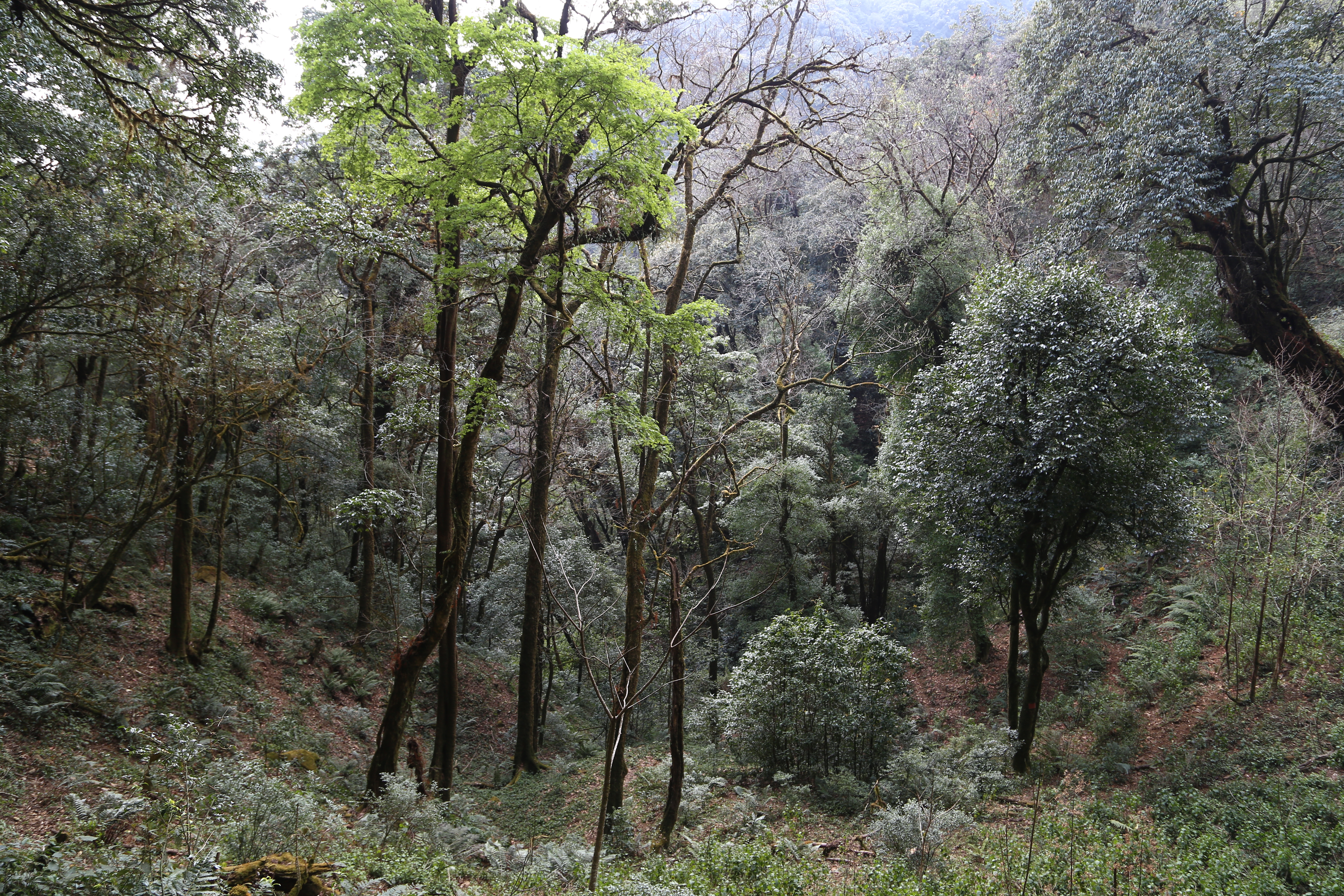 普洱茶六大名山头茶的特点,马鹿山普洱茶的特点介绍