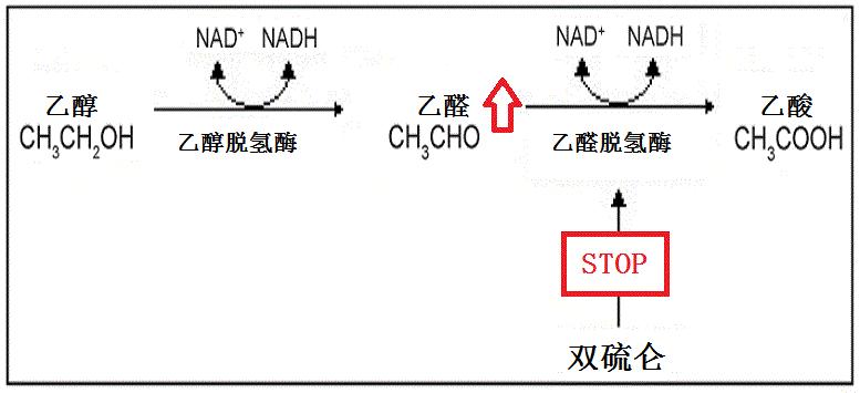 男子1斤白酒+12粒头孢，没有发生双硫仑样反应，医生大惑不解？