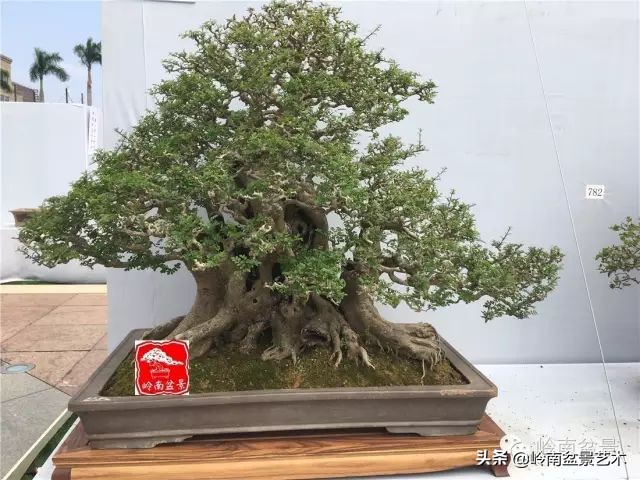 盆景对节白蜡是什么树,对节白蜡盆景是什么树