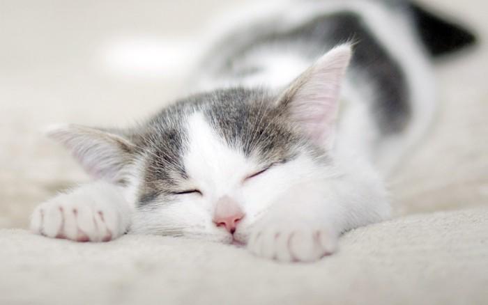 一个对猫咪过敏又不忍割舍的猫奴,对猫咪过敏还想养猫怎么办