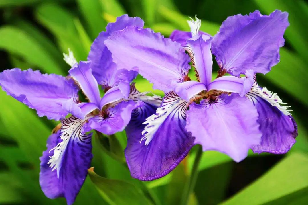 50种·蓝紫色系植物，尊享高贵典雅浪漫的视觉盛宴