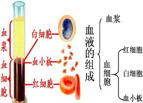 血液粘稠的症状有哪些,血液粘稠的人有什么症状