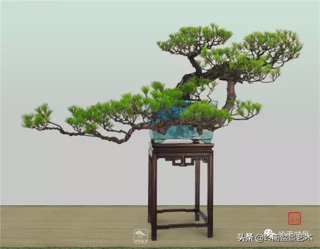 寒松纵老风骨在——赏松杂谈