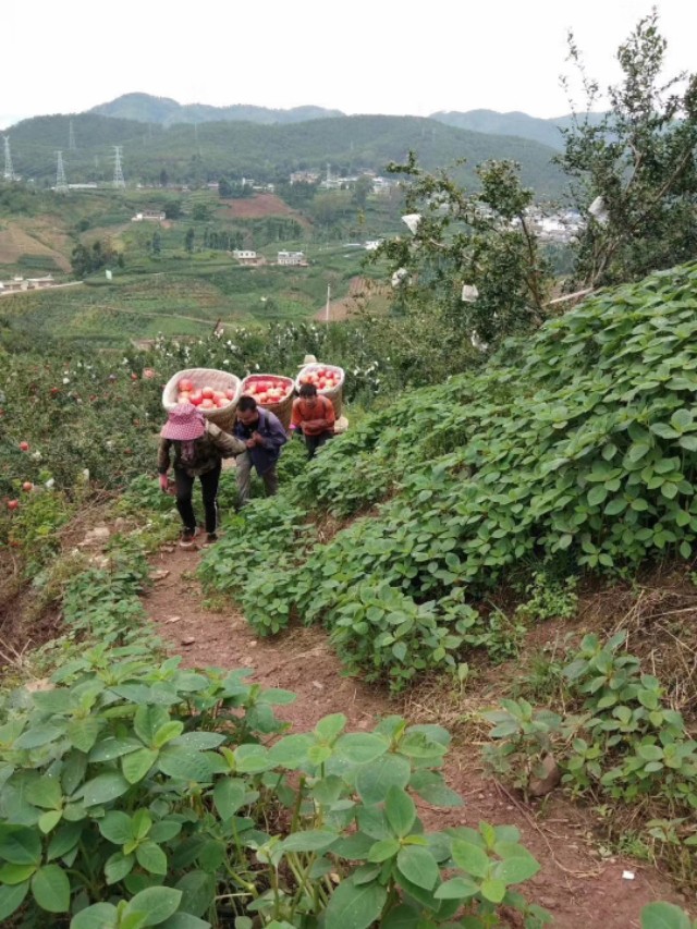 哪里有软籽石榴苗出售,无籽石榴苗去哪里购买