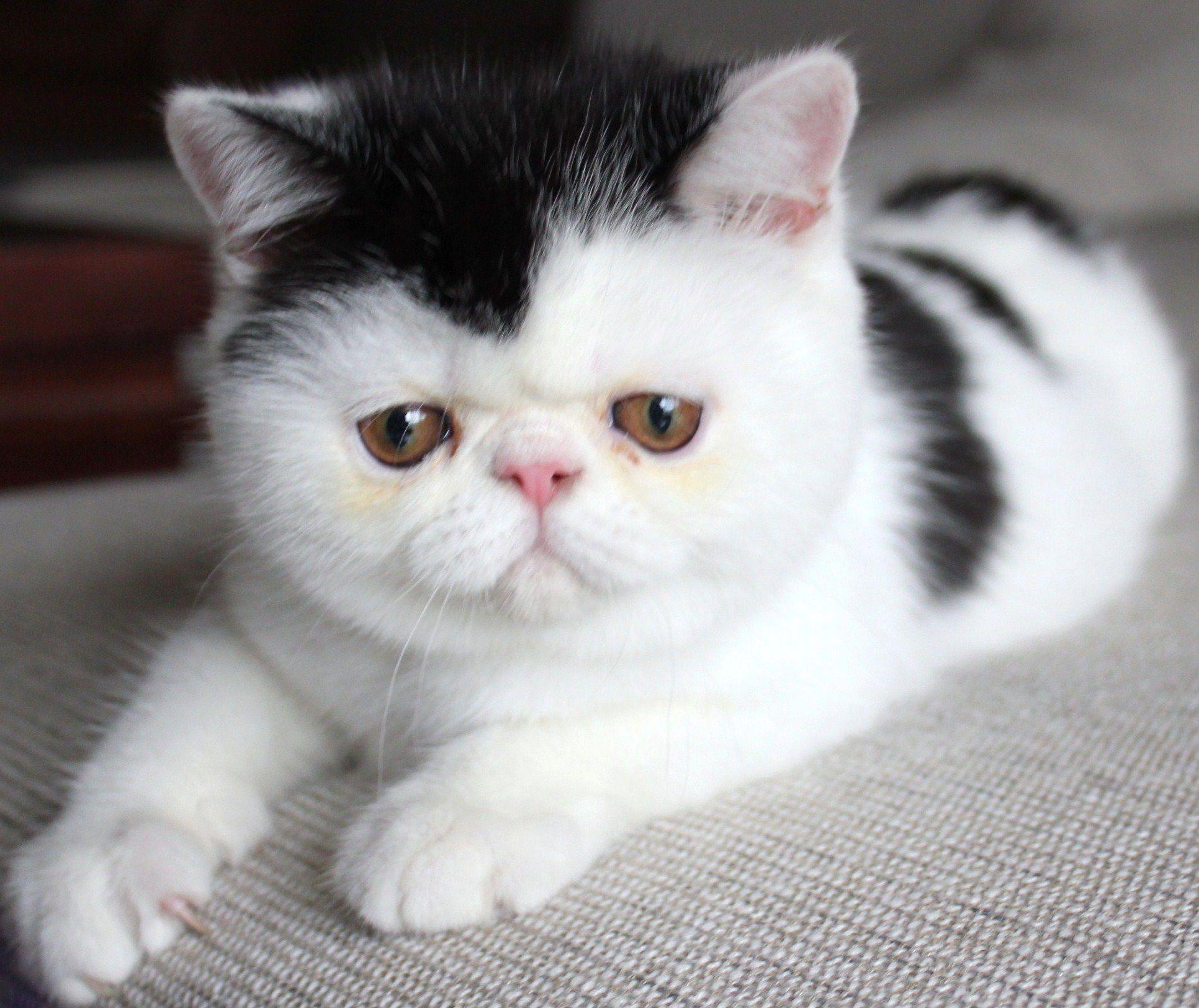 猫咪眼睛黄褐色分泌物睁不开,猫咪眼睛流泪有脓性分泌物
