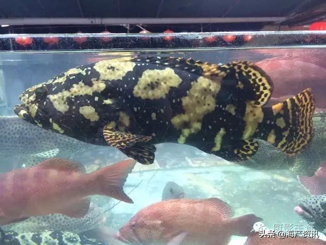 这些外形奇葩而味道超级赞的海鲜,广东十大硬核海鲜品种