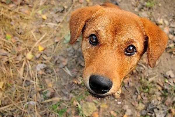中华田园犬不娇贵,中华田园犬新手饲养攻略