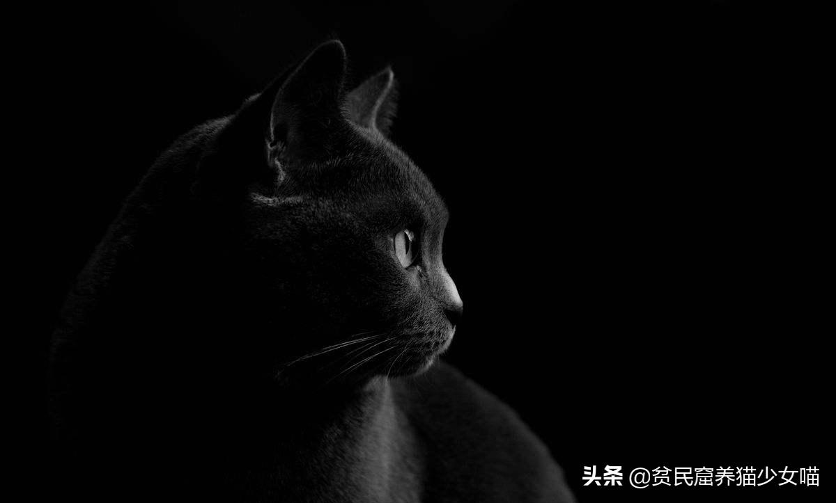 最常见的五种中华田园猫,中华田园猫能够配哪些品种猫