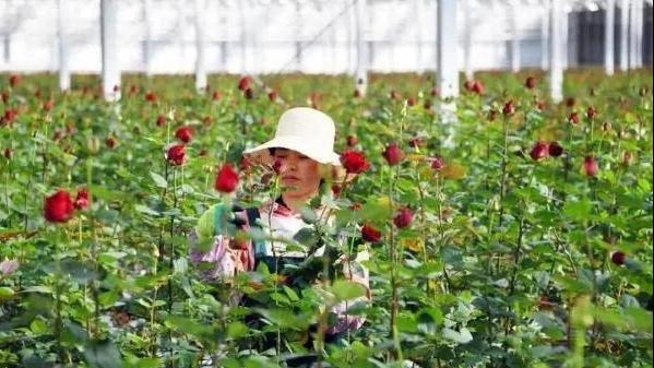 智能化玫瑰种植大棚,3000亩超大日照玫瑰种植基地
