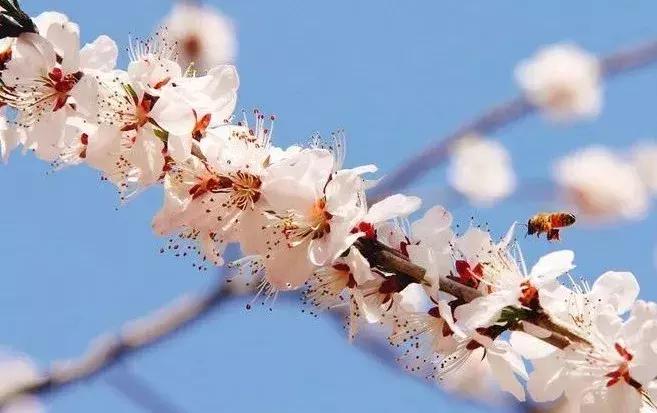 最合适赏花的花,视觉盛宴五种赏花名花供您选择