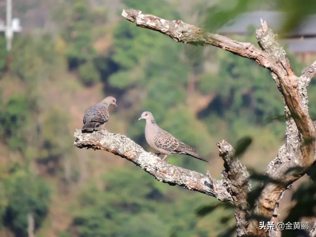 为什么云南女人长相好看,云南真的很漂亮吗