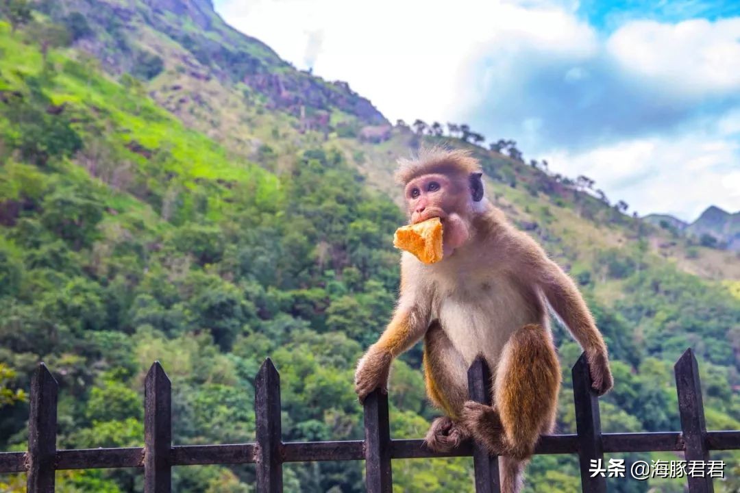 斯里兰卡旅游必购物品图片,斯里兰卡旅游商品
