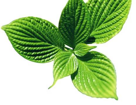 家养薄荷泡茶,自己家的薄荷能够泡茶吗