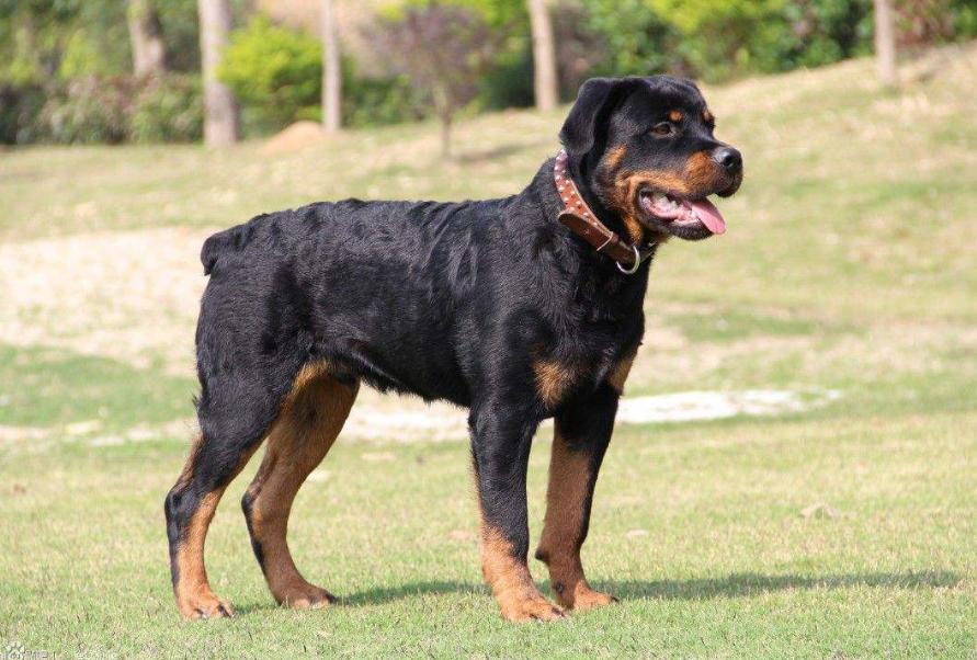 最霸气又好养的狗是什么狗,最酷的六种狗排名前十