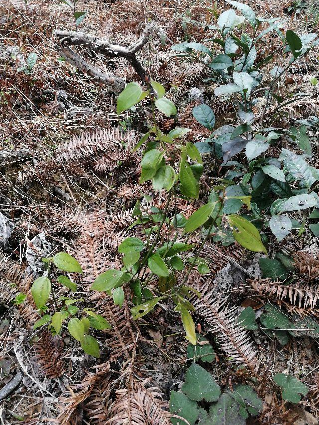 四明山哪座山上有黄精,四明山哪里有山黄精