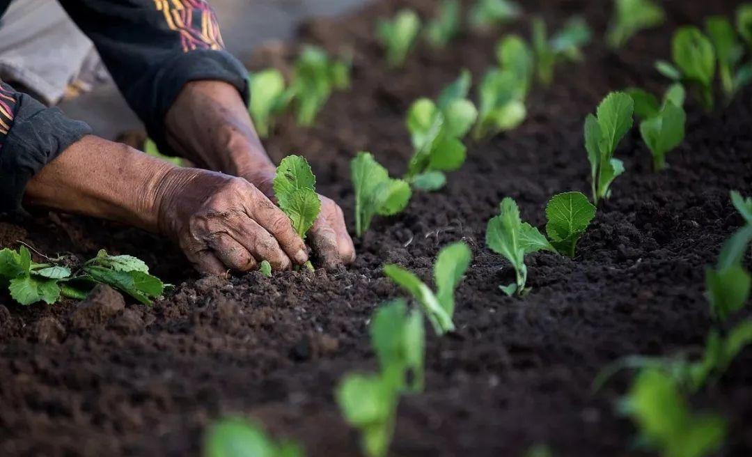 农事节气不容错过,农事安排24节气管理要点