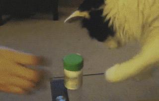 猫咪爪子为什么那么贱,盘点猫咪的爪子有多贱