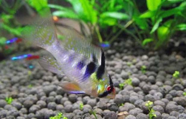 观赏鱼四季喂食,观赏鱼平常要怎么管理才能养好