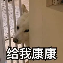 狗狗是色盲吗,狗狗是色盲还是色弱