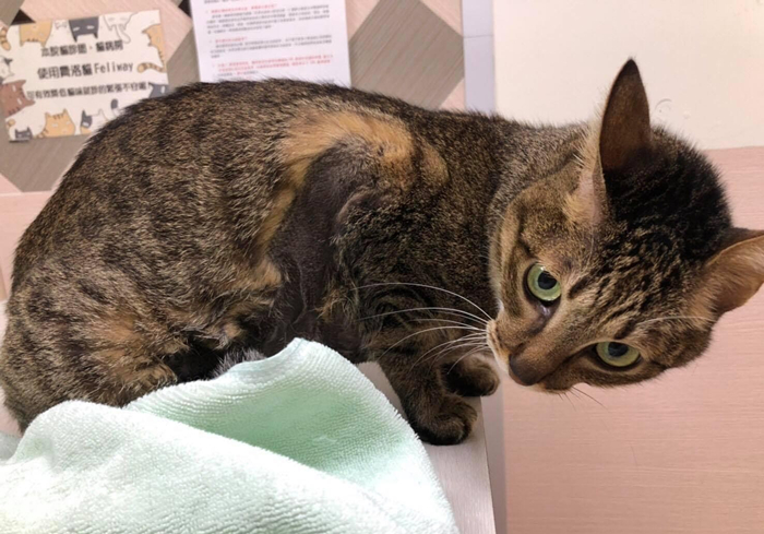 猫咪肾衰用降磷喂食法恢复正常后就是治愈？不，仍需持续控制