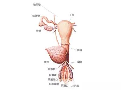 妇科炎症对宝宝有影响么,妇科炎症怎么办才能彻底消除