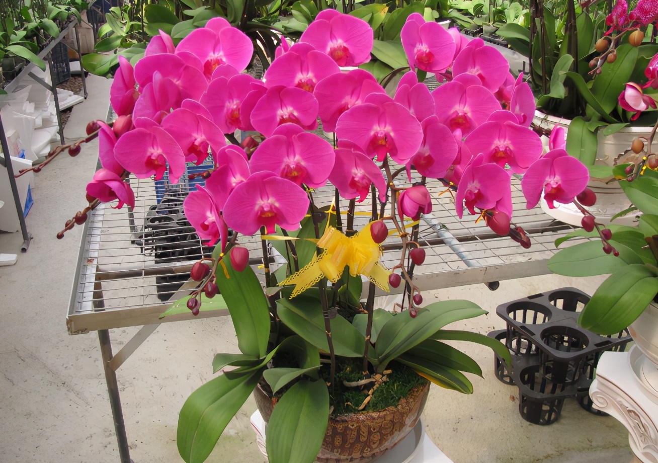 淘米水养花的正确方法和注意事项,鸡蛋壳淘米水做养花肥料的方法