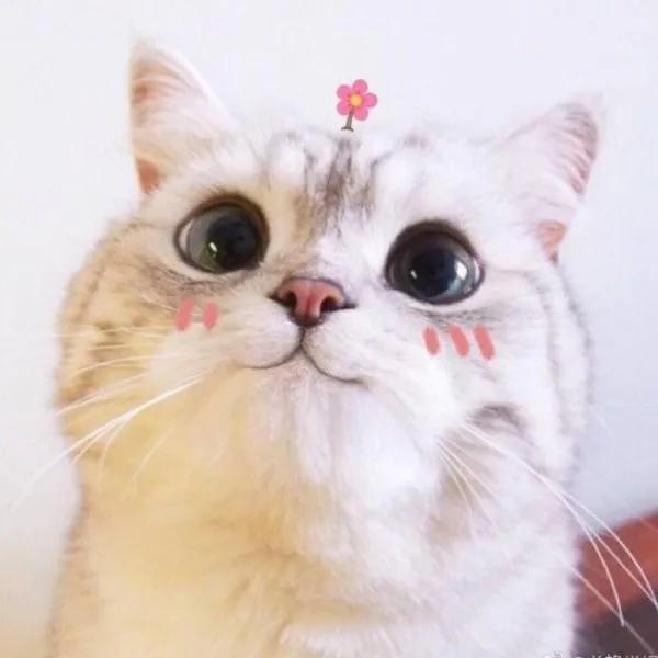 猫咪为什么喜欢趴窗台上睡,为什么猫咪喜欢趴在窗台上睡觉