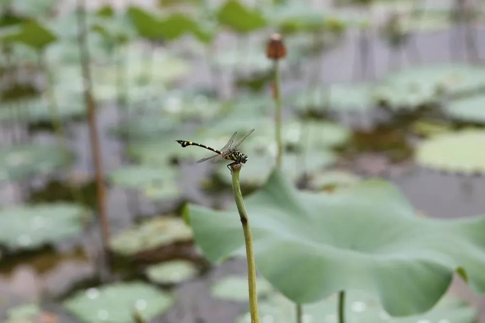 打牌财神坐向的正确方法,怎样正确的心态来打牌