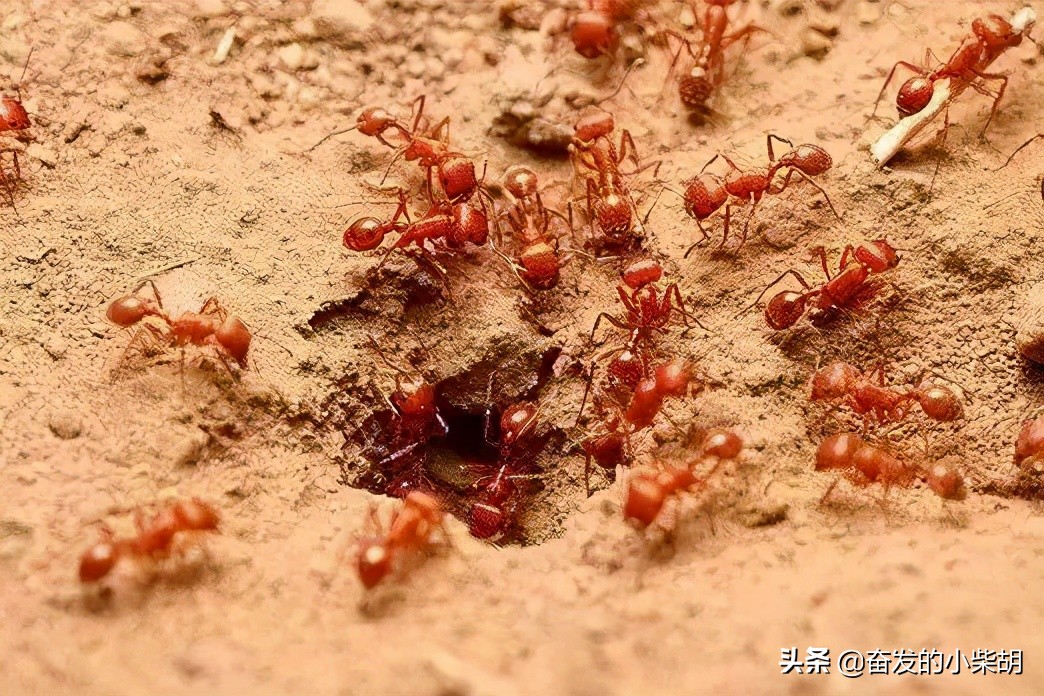如果遇到红火蚁应该如何自救,红火蚁入侵要小心行家帮你划重点