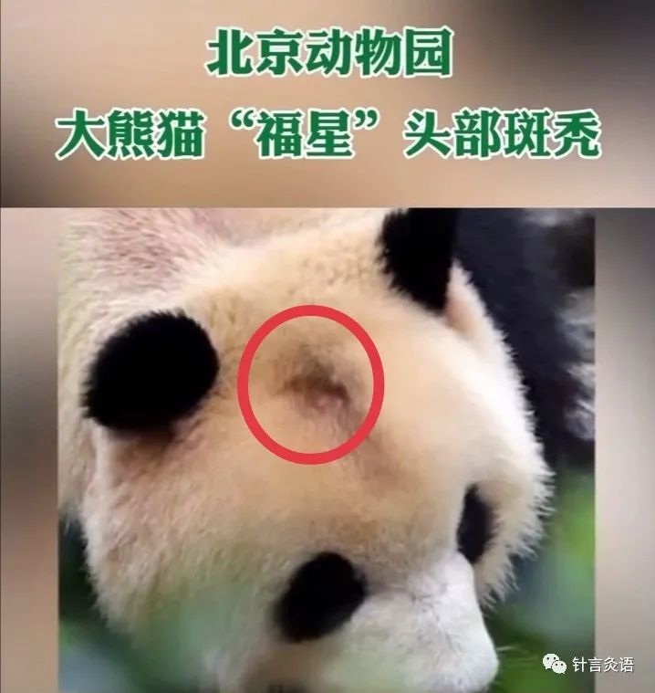 国宝熊猫也“斑秃”，看看针灸怎么治