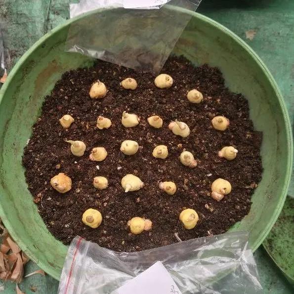 八种漂亮女人养的花,女人养哪些花