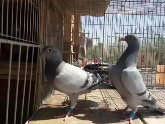 幼鸽跟老鸽子分棚的好处,信鸽种鸽散养好还是笼养好