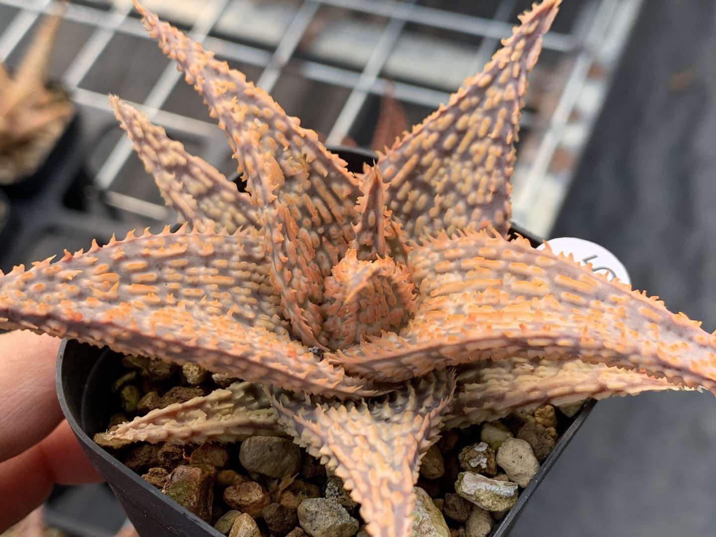 园艺观赏芦荟,园艺芦荟图鉴说明