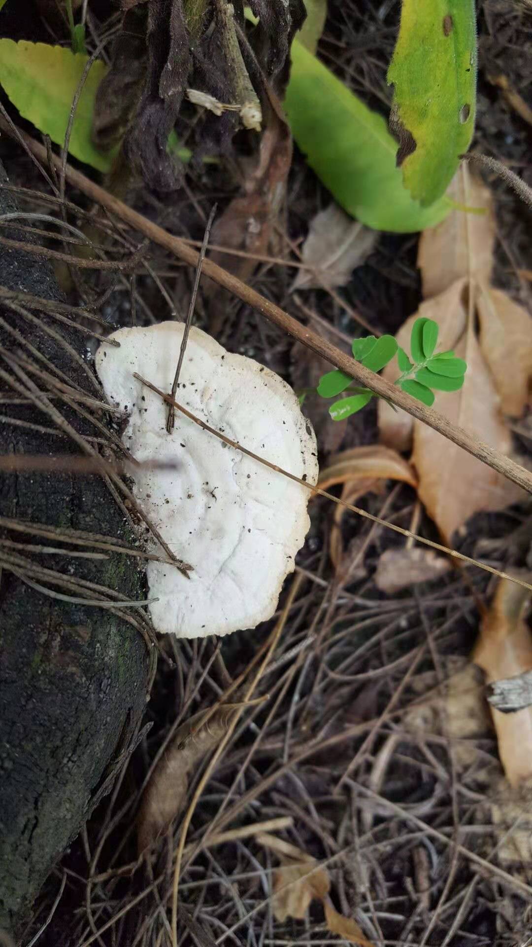 种灵芝生虫了用什么杀虫剂,灵芝生虫了还能够煲汤吗