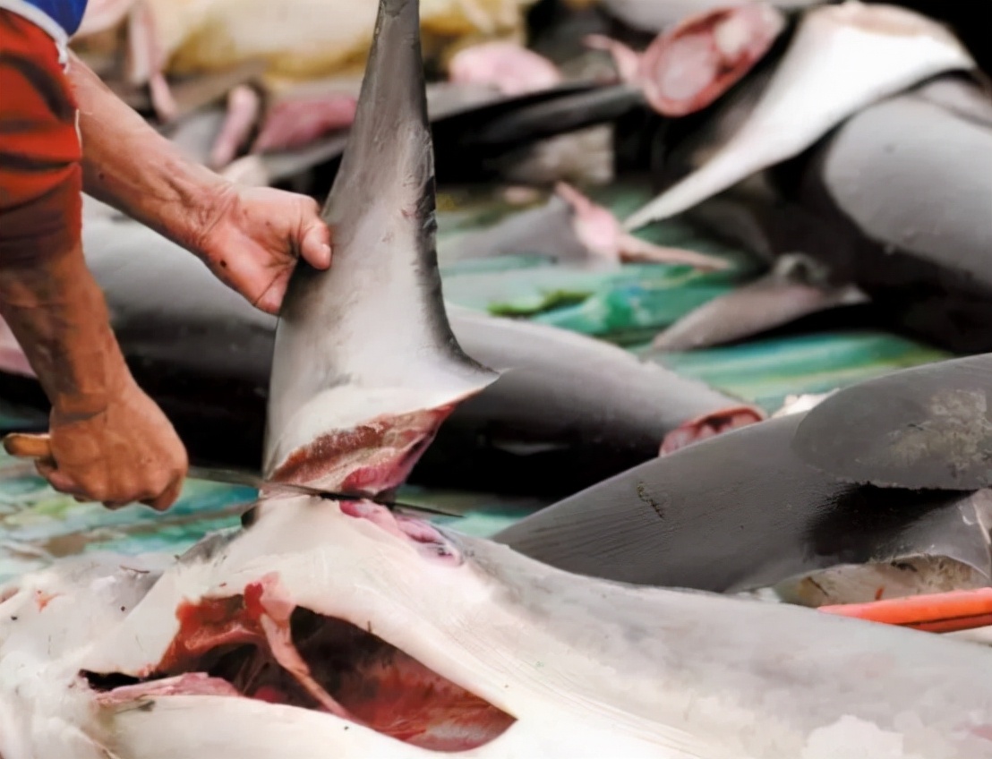 哥伦比亚告捷抓获头号毒枭,哥伦比亚近期抓捕新闻