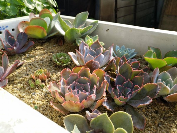 合适栽在庭院的多肉,庭院地栽多肉设计