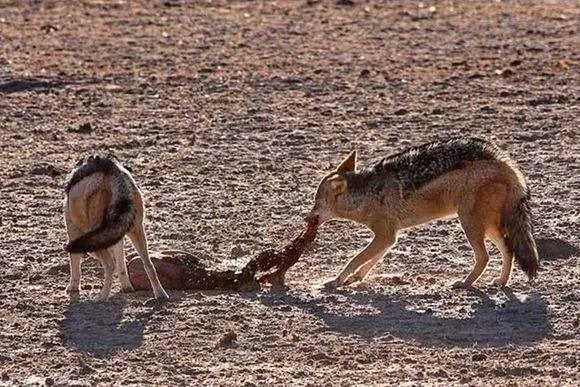 胡狼“大帝”：比平头哥胆子还大的非洲蹭饭王