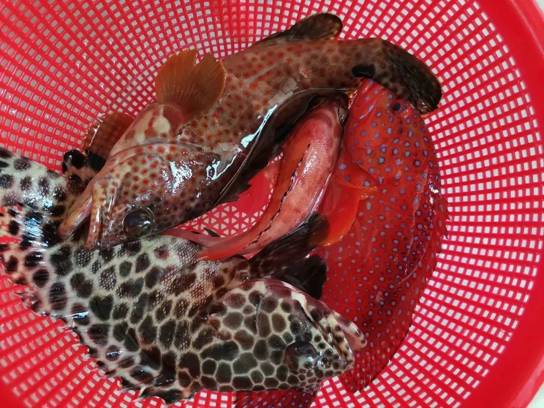 开海季都有什么海鲜,开海了这些生猛海鲜