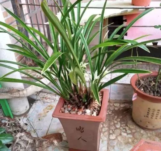 兰花冬季养护注意事项和禁忌,河南黄河以北兰花怎么越冬