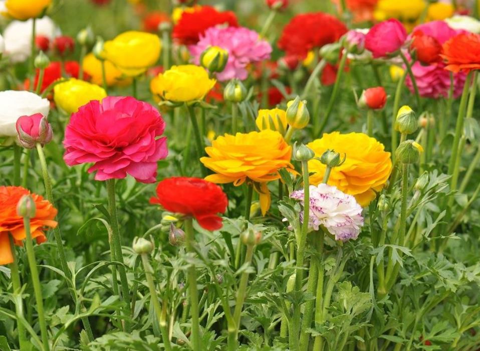 什么种球花合适秋天种,合适秋季种植的种球花卉图片