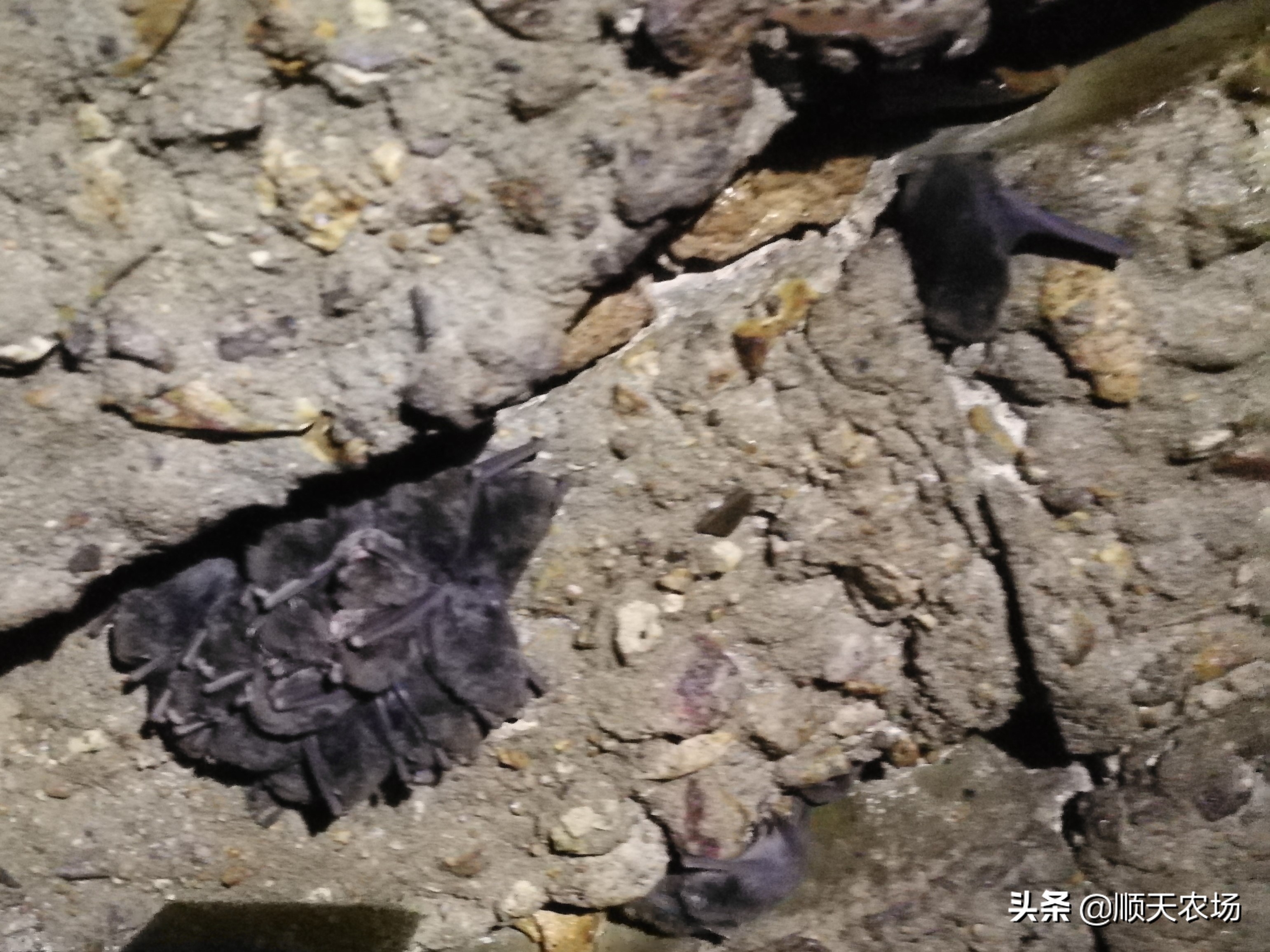 十种益虫和害虫,十大害虫和十大益虫图片