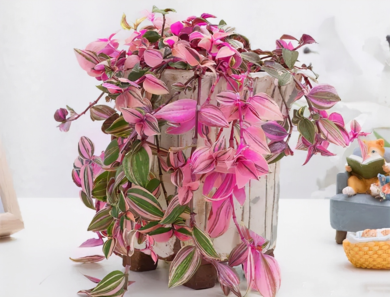 便宜的网红花有哪些图片,4种高颜值网红花