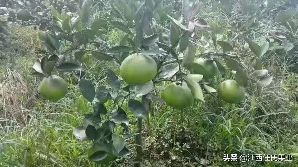 泰国红宝石青柚吃法,泰国青柚红宝石合适什么地方种植