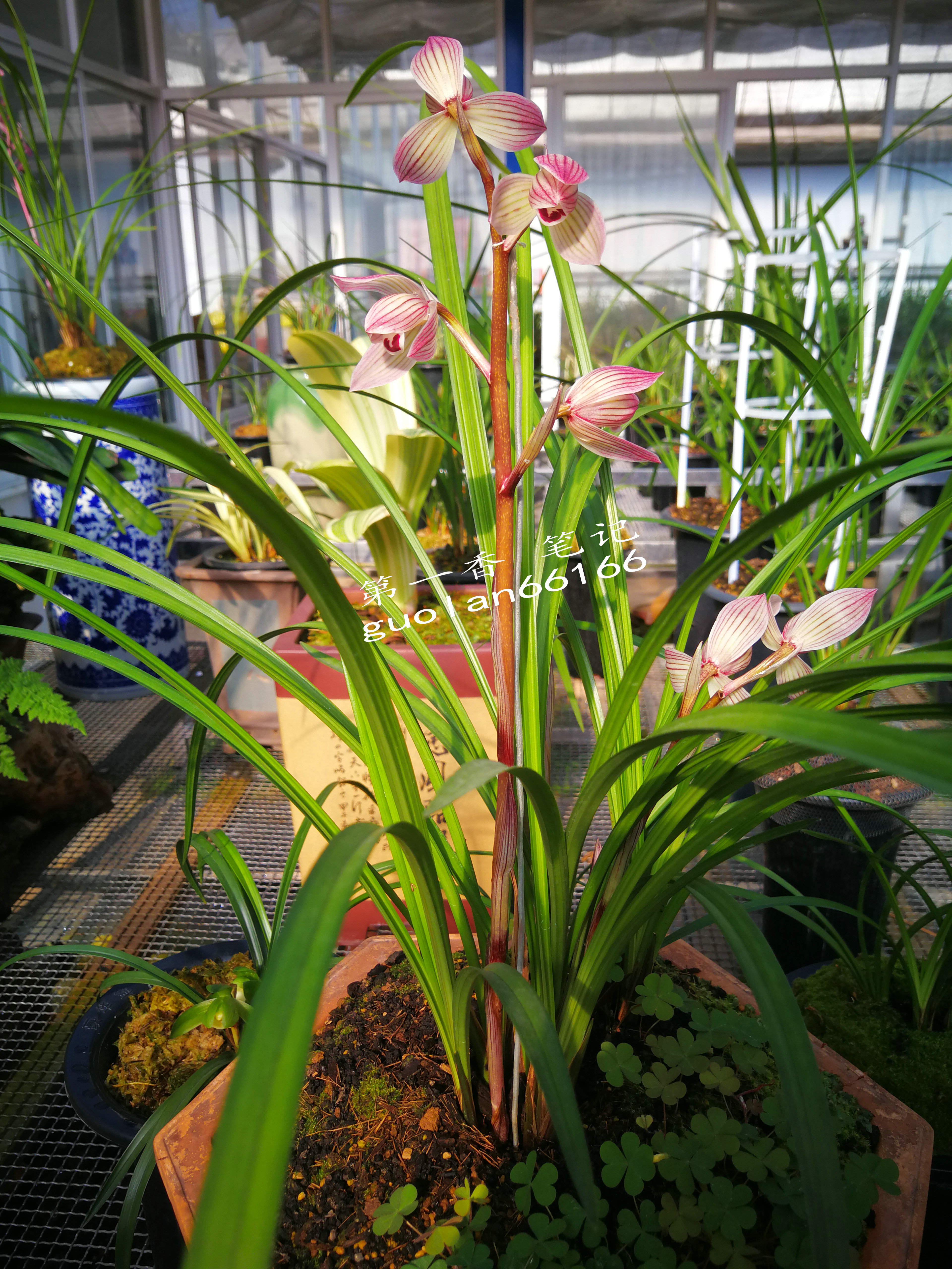 586：西南部兰市热火朝天-莲瓣兰大众化铭品交易量迅猛