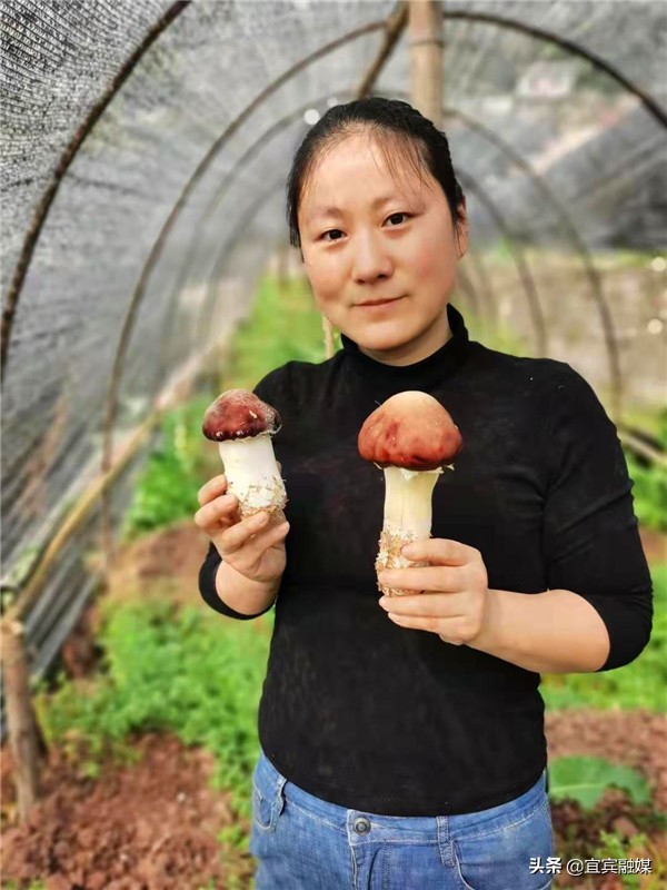 四川屏山：富硒土壤上撑起“致富伞”，食用菌奏响“振兴曲”