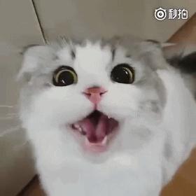 猫咪像打嗝一样一抽一抽的,猫咪有时候打嗝是什么情况