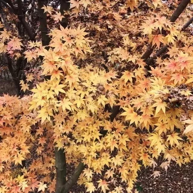 90后小伙花100万造房子,90后小伙花几千元装修500个平方