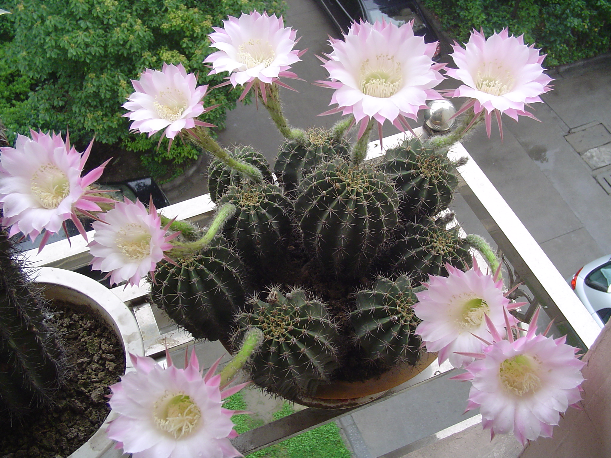 仙人球开花后保持时间长的方法,如何让仙人球开花更多一点