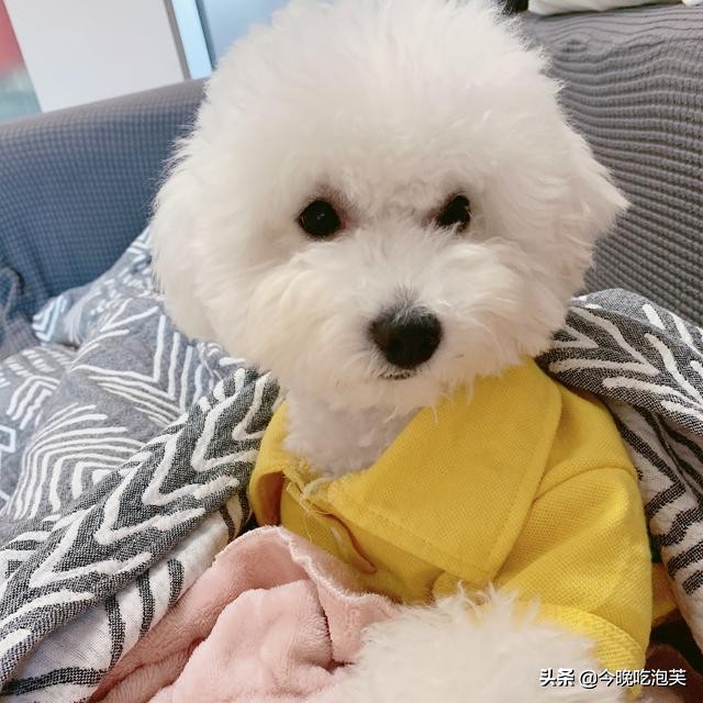 比熊犬体臭解决方法,比熊犬体臭怎么办