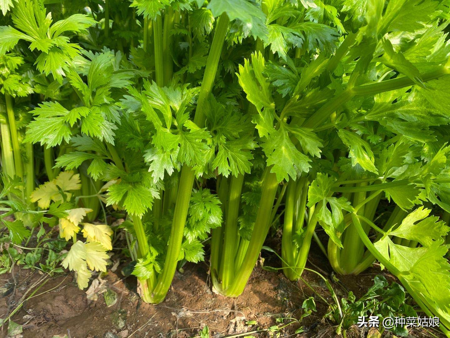 芹菜的种植方法及维护管理,芹菜栽培和管理技术的关系